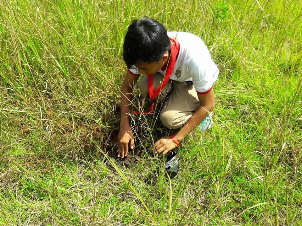 Tree Planting