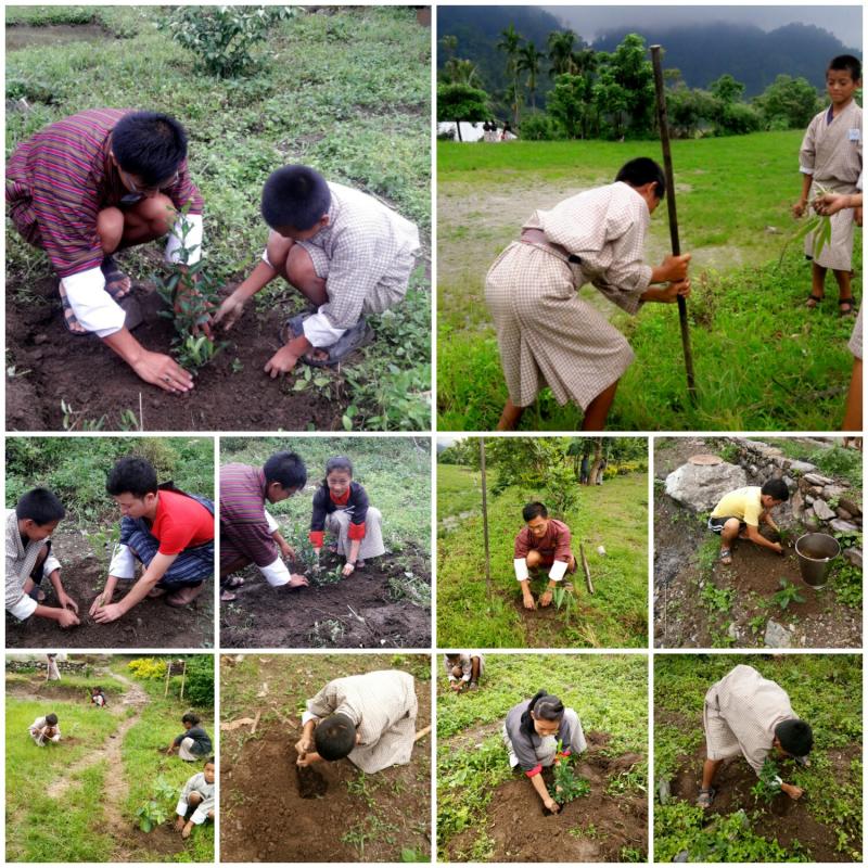 Tree saplings plantation
