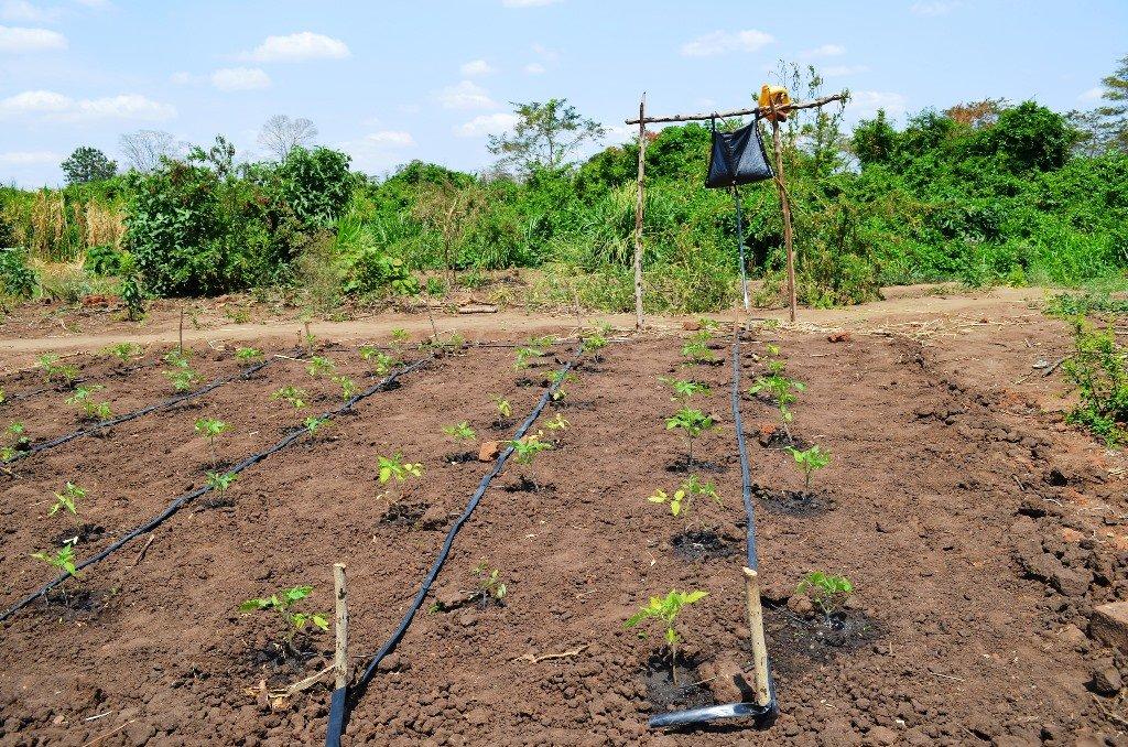 Low-cost drip irrigation systems for small-scale farmers to minimize hunger in Tanzania