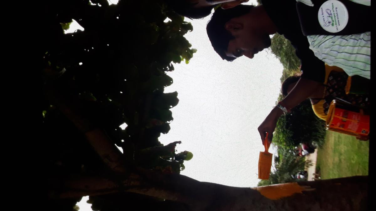 Tree numbering in our localty