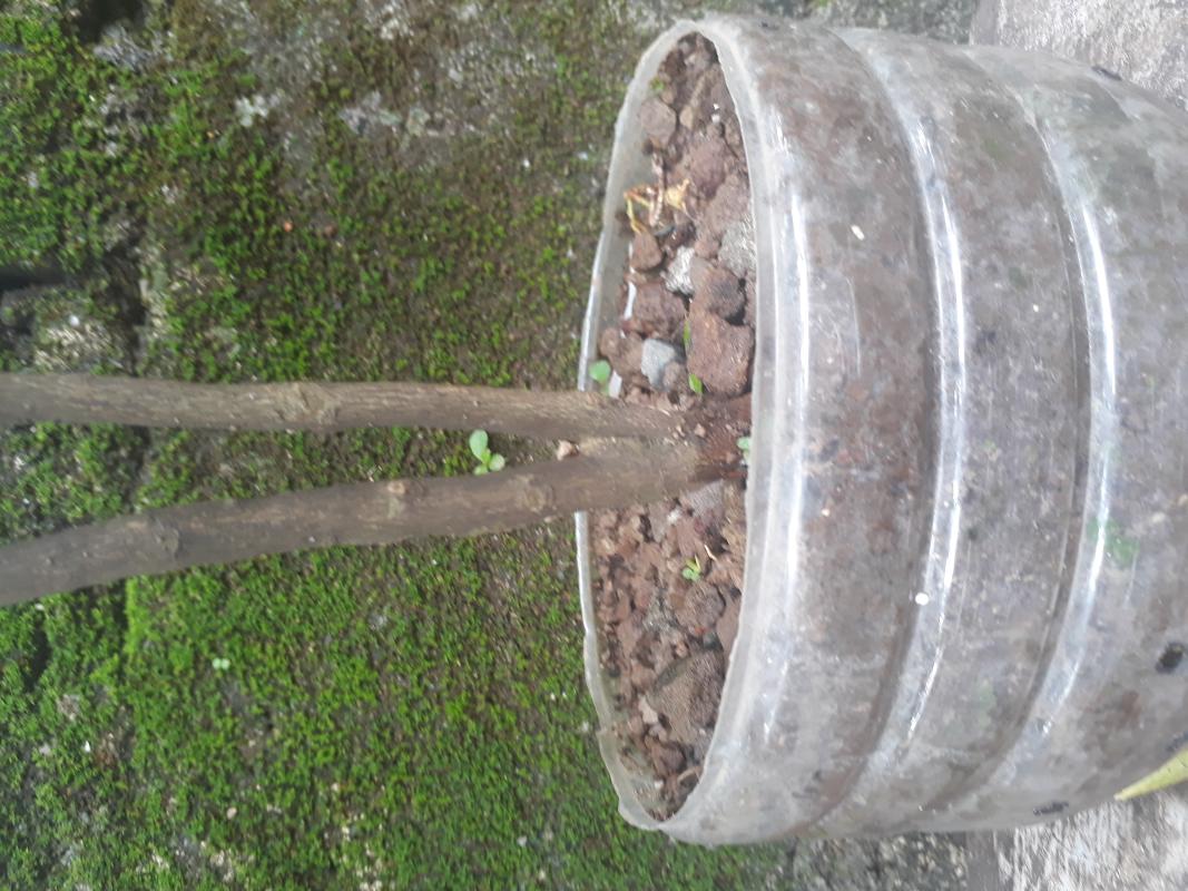 Tree planting 