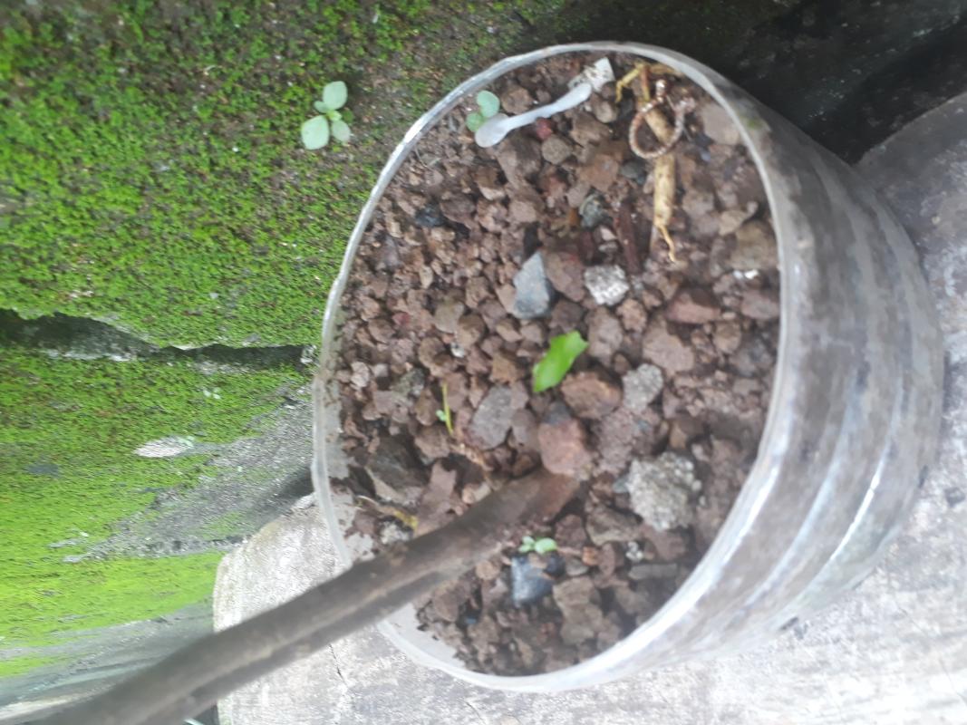 Environment plant
