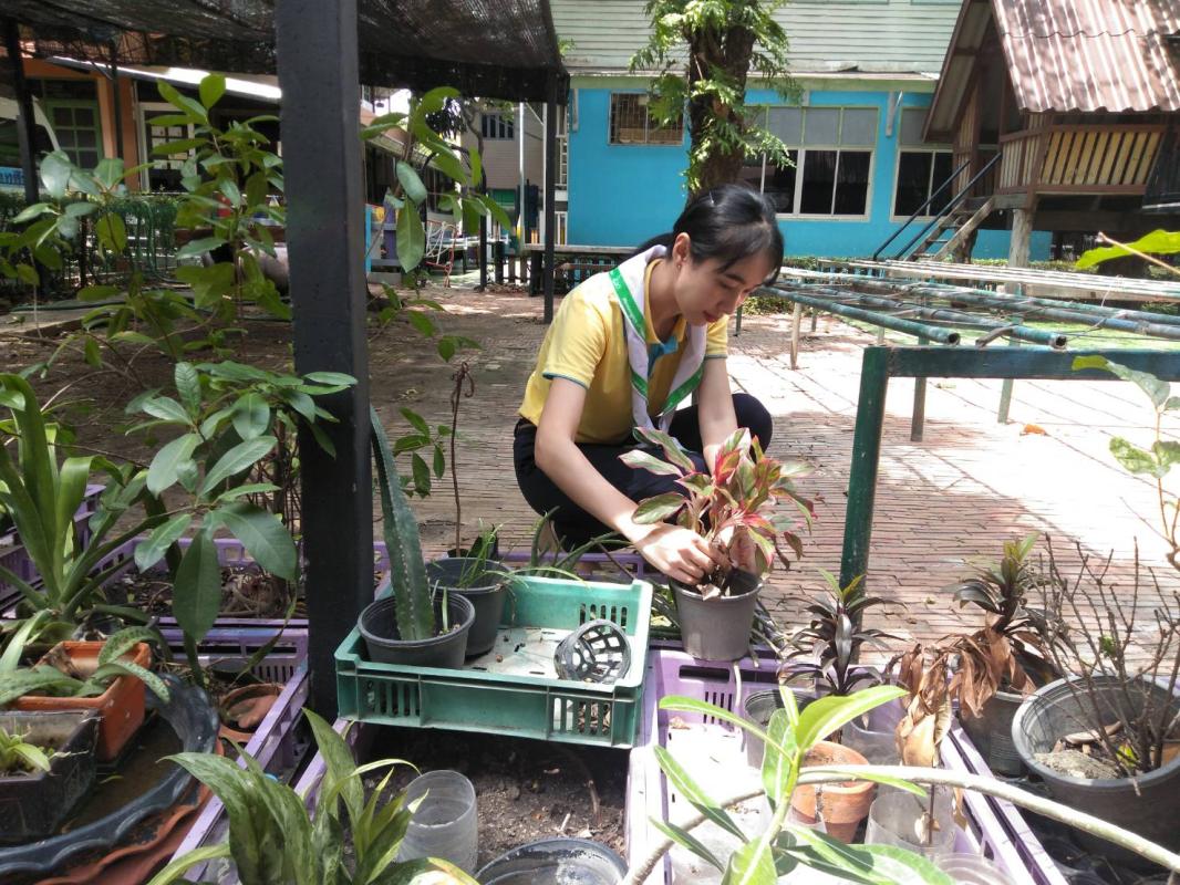 กิจกรรมปลูกต้นไม้