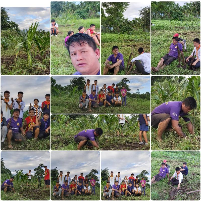 Plantation of arecanut