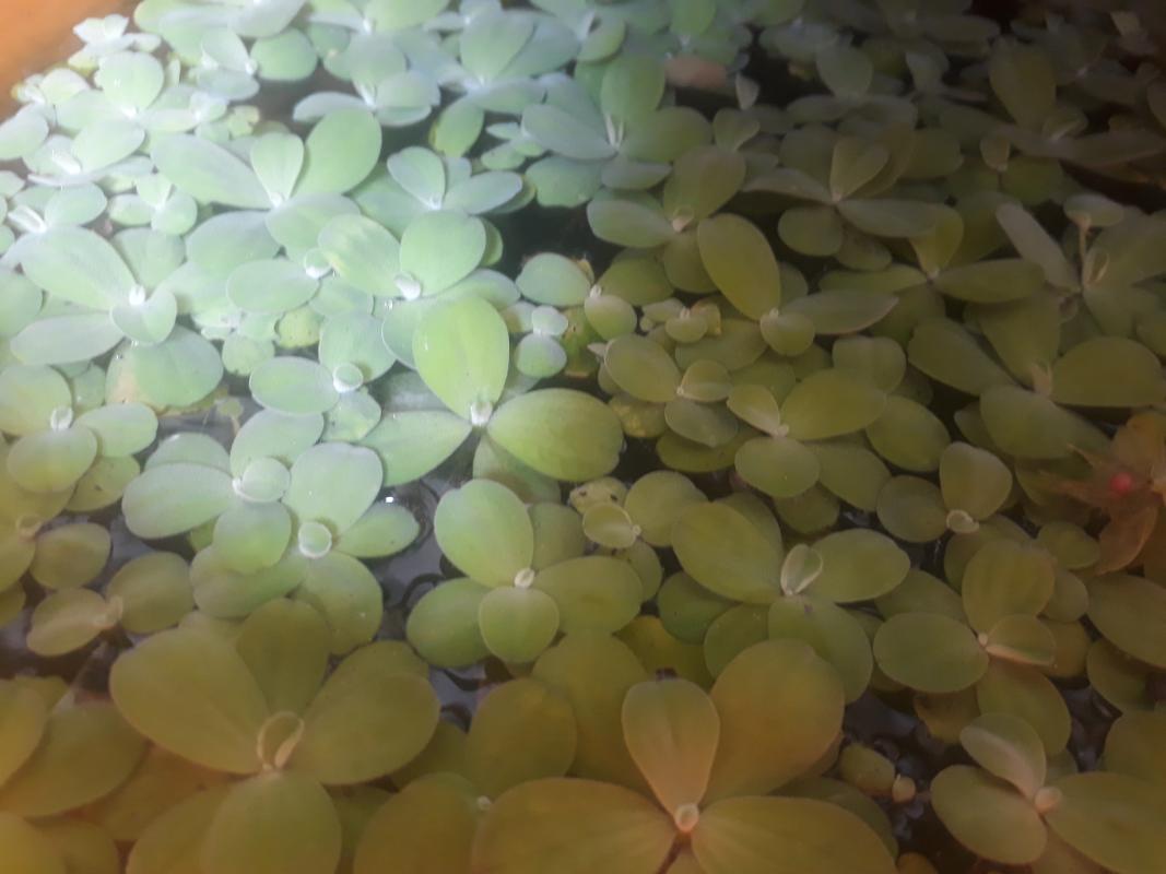 Save nature