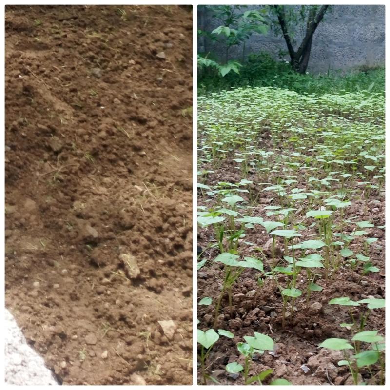 Project Sankalp (B) Environment and Sustainability (4) Challenge - #Goorganic