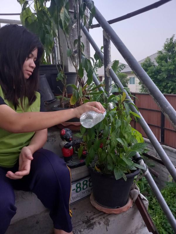 รดน้ำต้นไม้