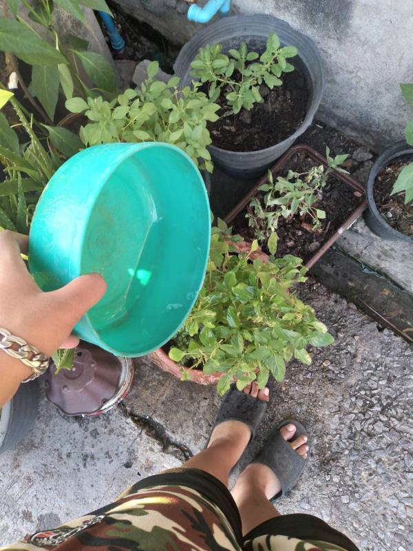 รดน้ำต้นไม้