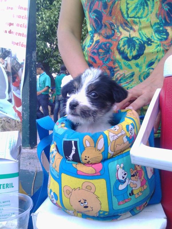 Super Mascotas 