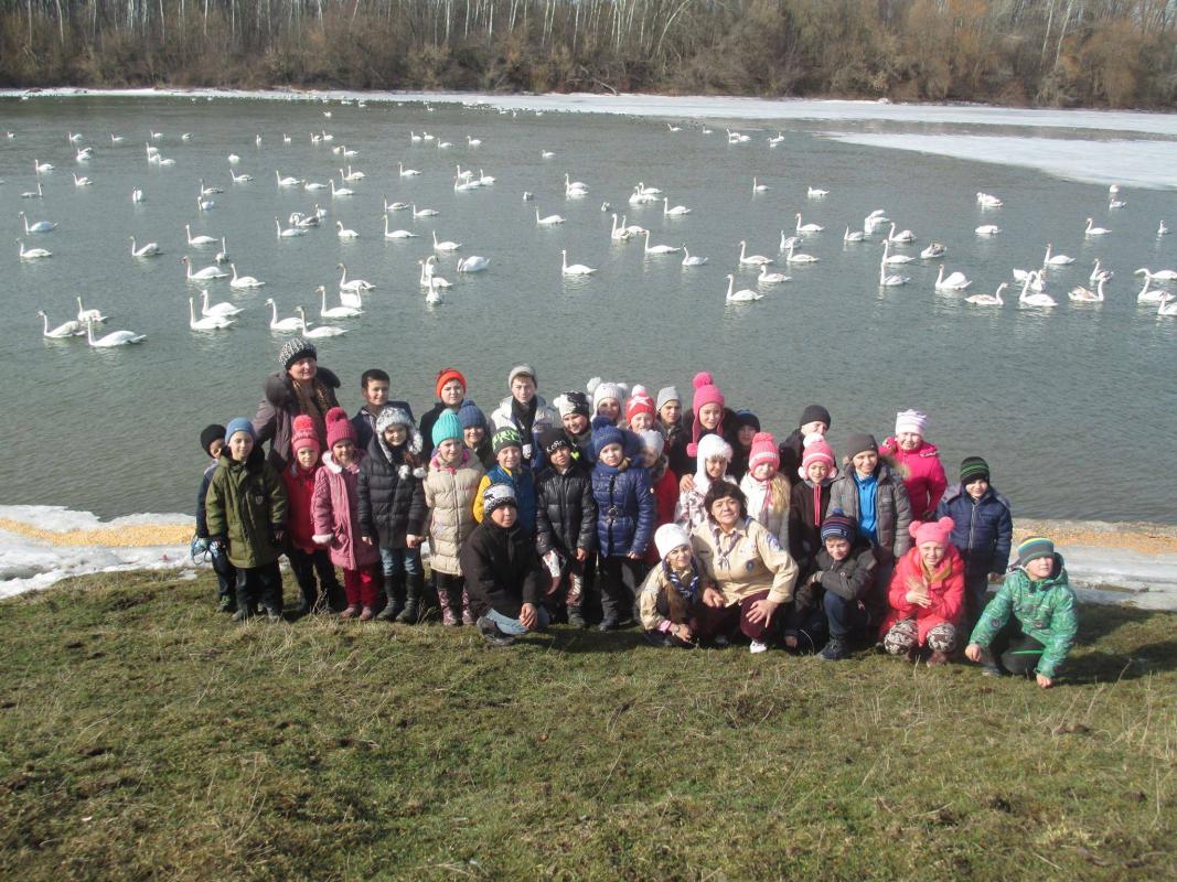 Rescue operation for swans