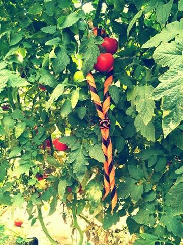 "Salvemos los tomatines"