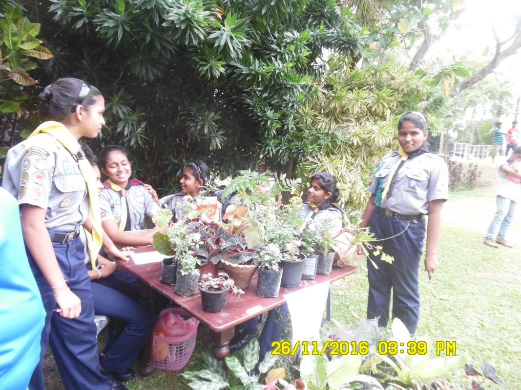 Fundraising project – 17th Colombo St Andrew’s (Netherlee) Scout Group - Plant Sale