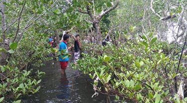 mangrove planting