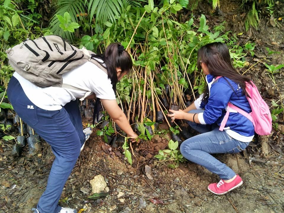 Tree Planting