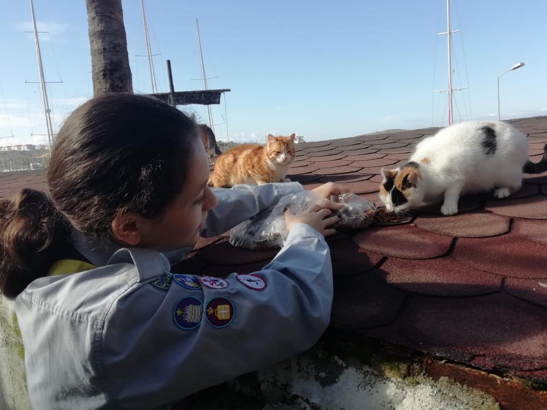 4 km Walk for Animals