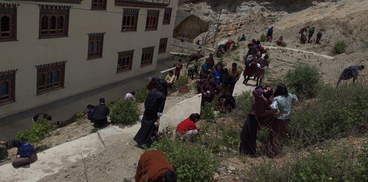 Tree plantation and area adoption