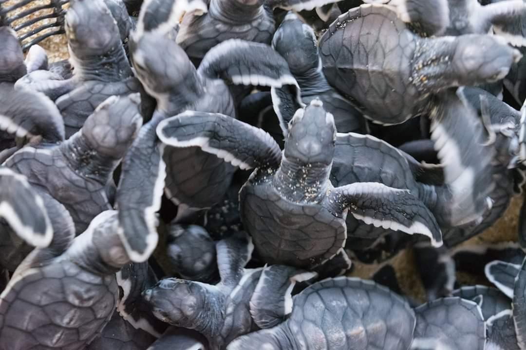Sauvons les tortues!!!