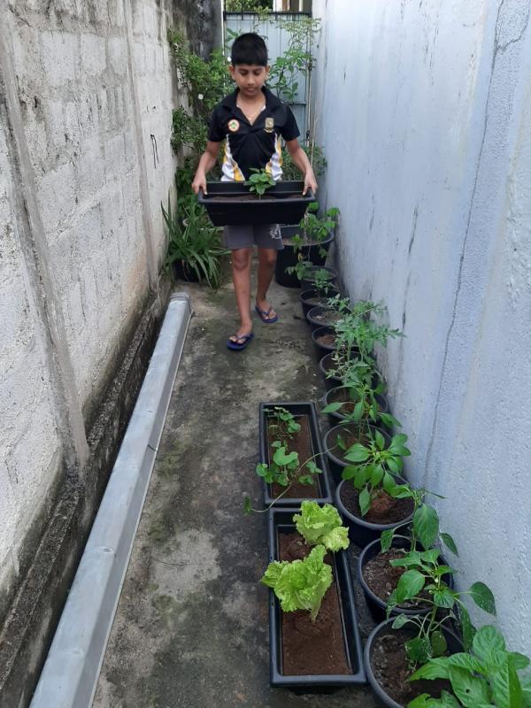 Planting Fruits and Vegetables in Apartment