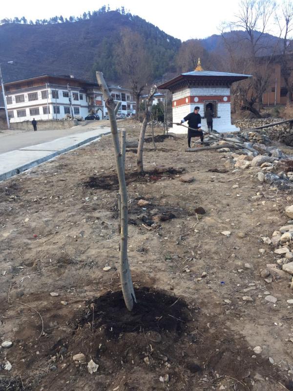 Plantation and preparation of willow tree for national flower exhibition 