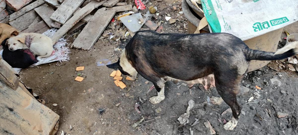 Supporting the voiceless