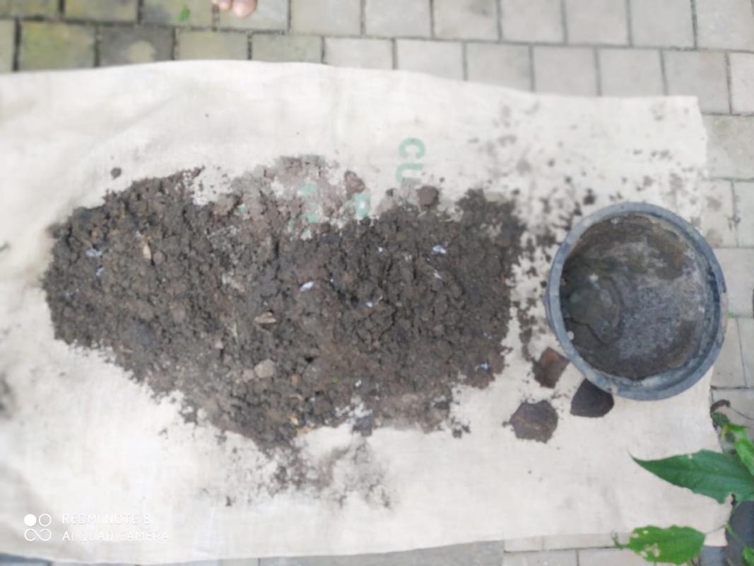 Planting a tree to make the world better