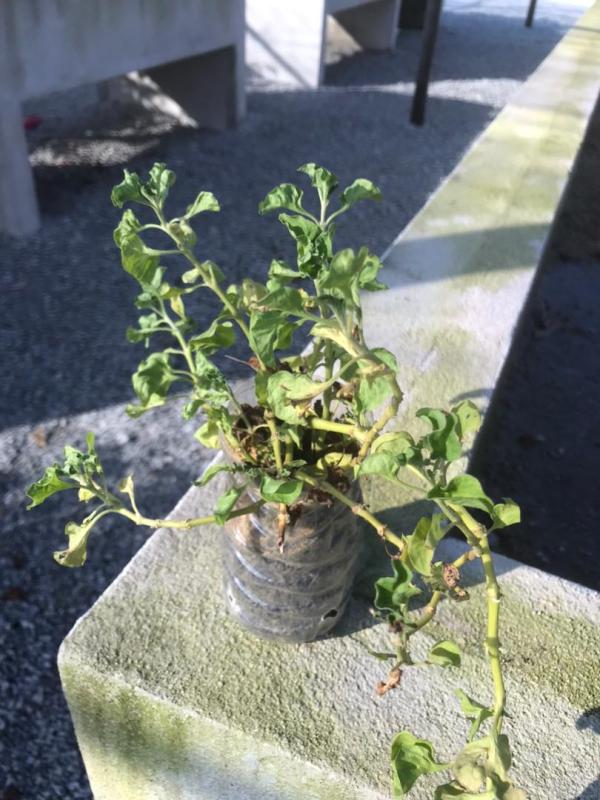 Earth Day 2021 Tree Giveaway