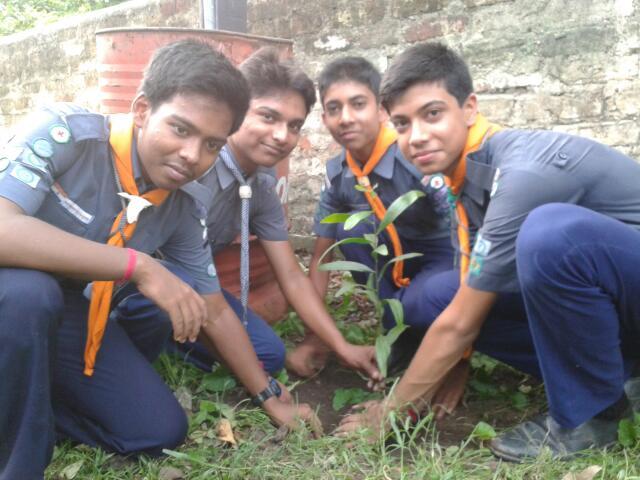 Tree Plantation