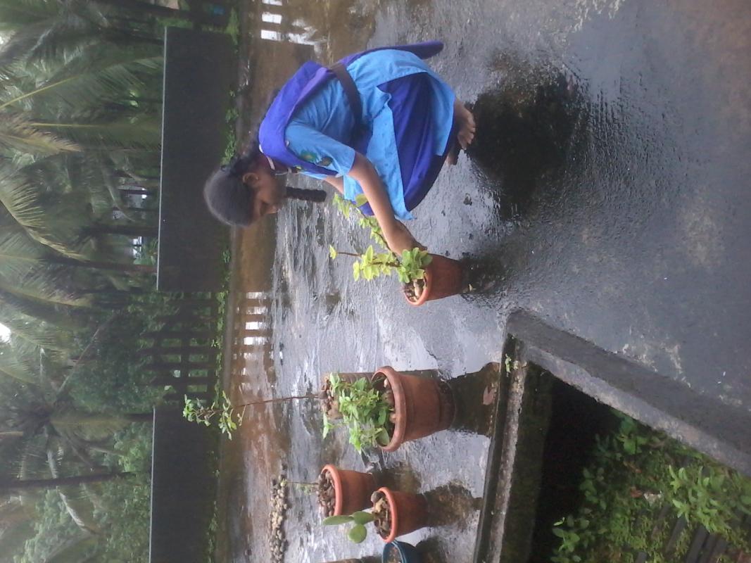 planting 