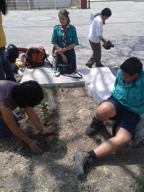 REFORESTACIÓN EN DELEGACIÓN DE HERCULES