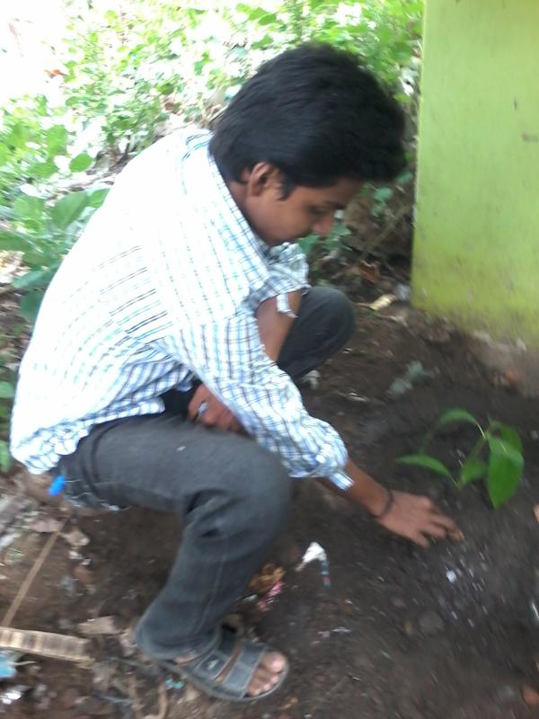 Tree Plantation