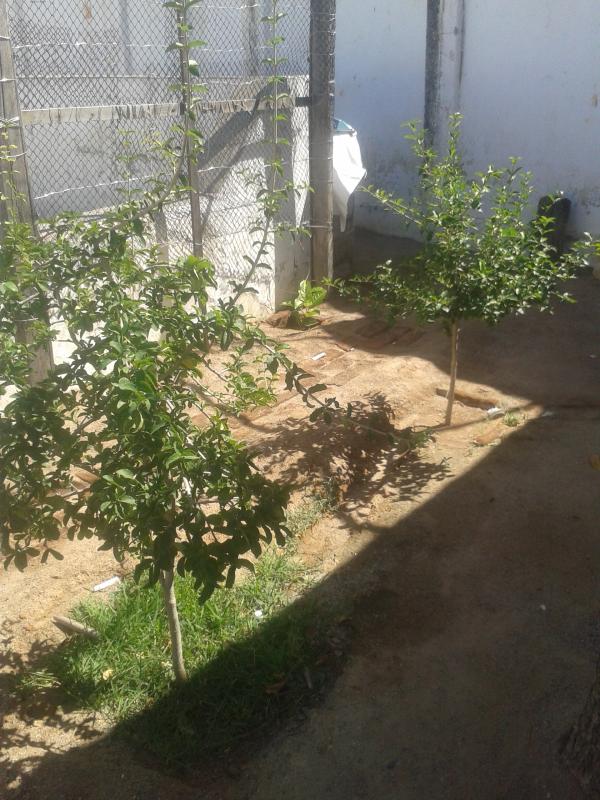 Minha árvore, minha vida