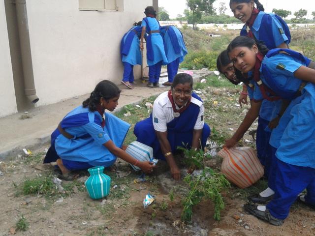 Tree Plantation