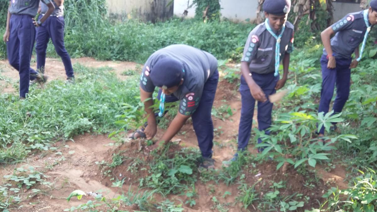 Preservation of greenery