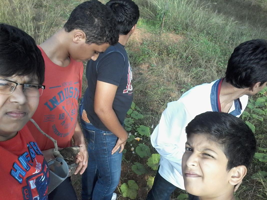 tree plantation 