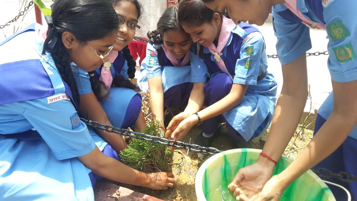 Tree plantation 