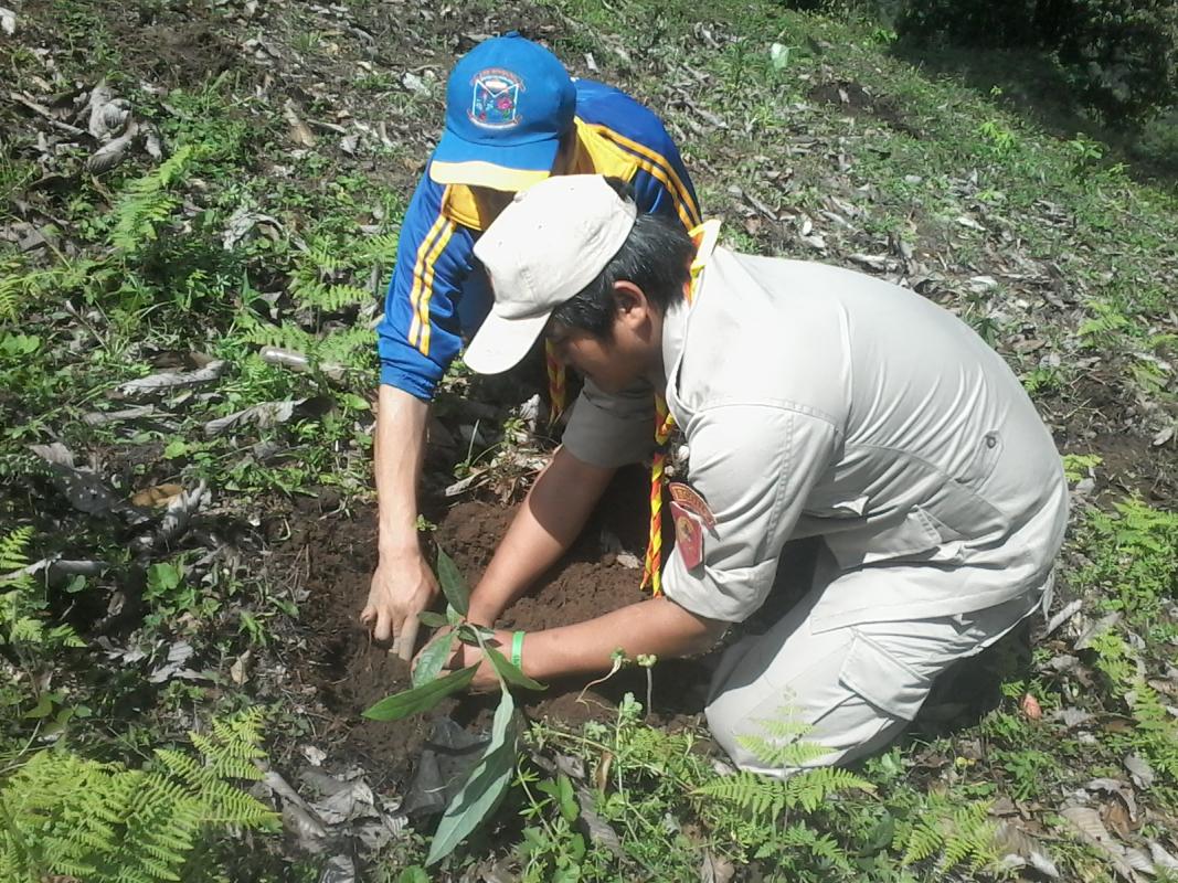 Tree plantation