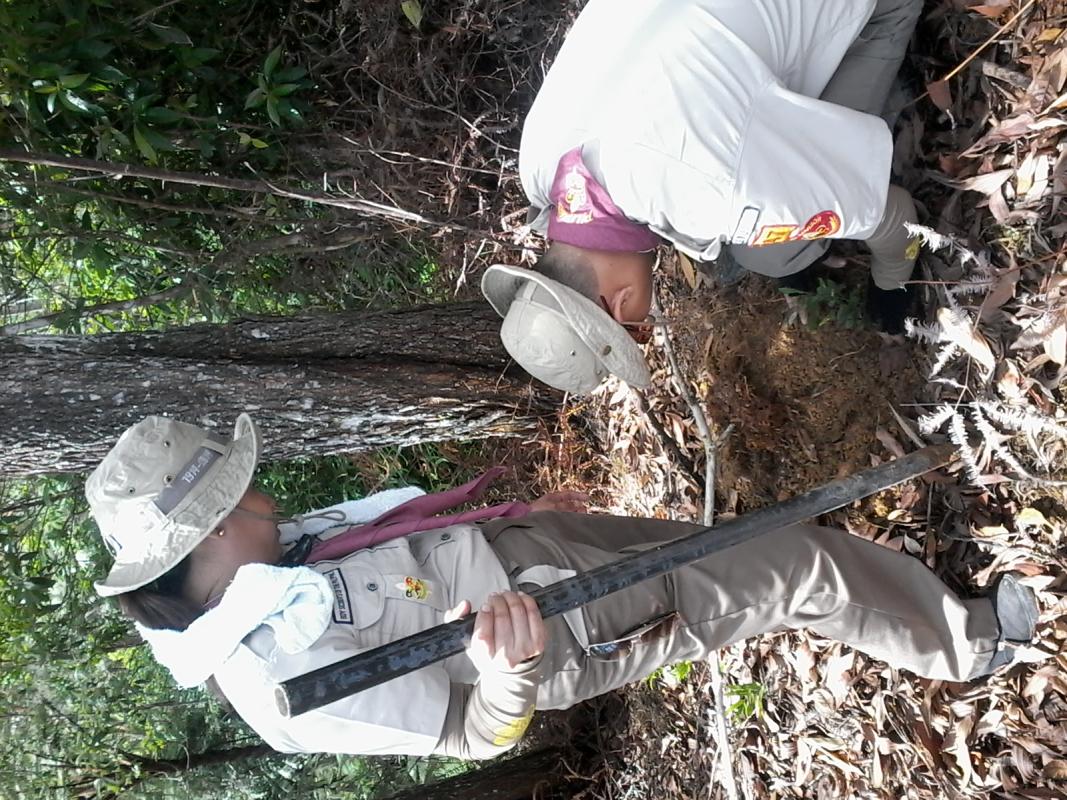 Tree Planting and Tree Parenting