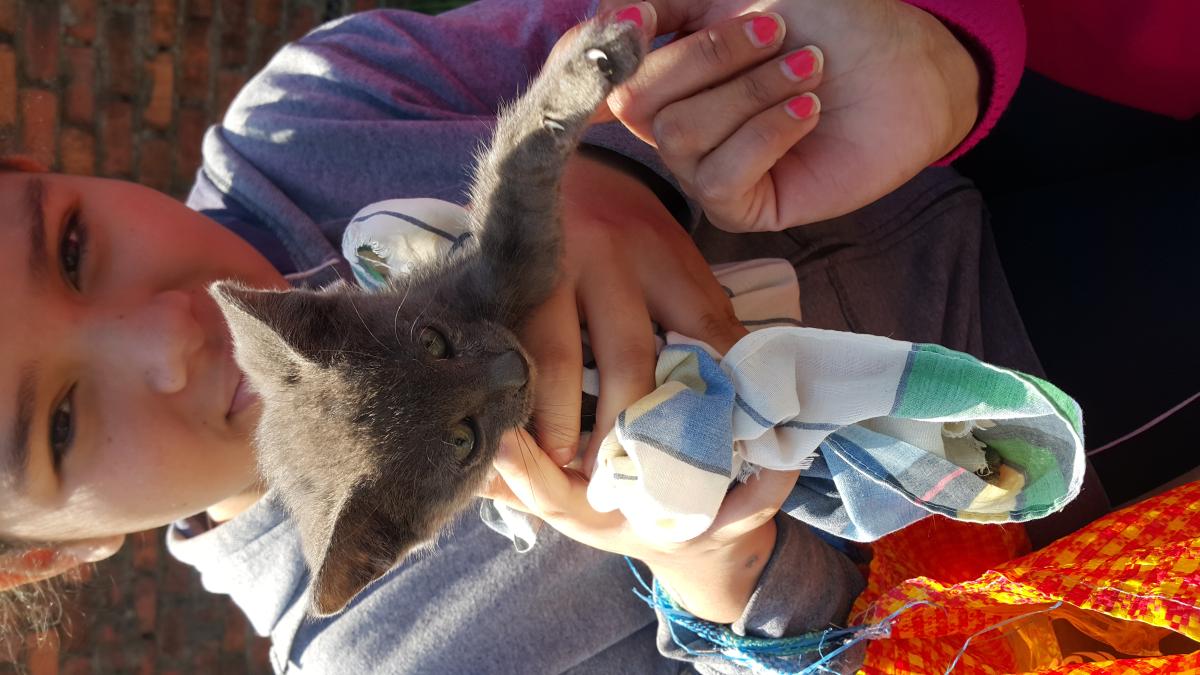 BUSCANDO HOGAR PARA CAT