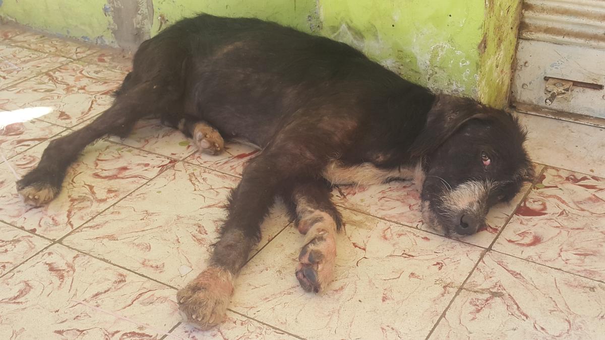 RESCATANDO A BRANDOM