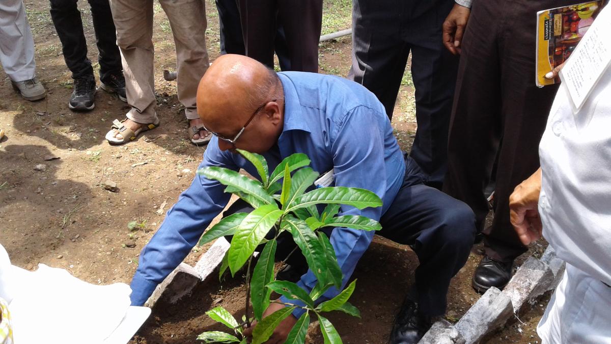 Tree plantation on independence Day