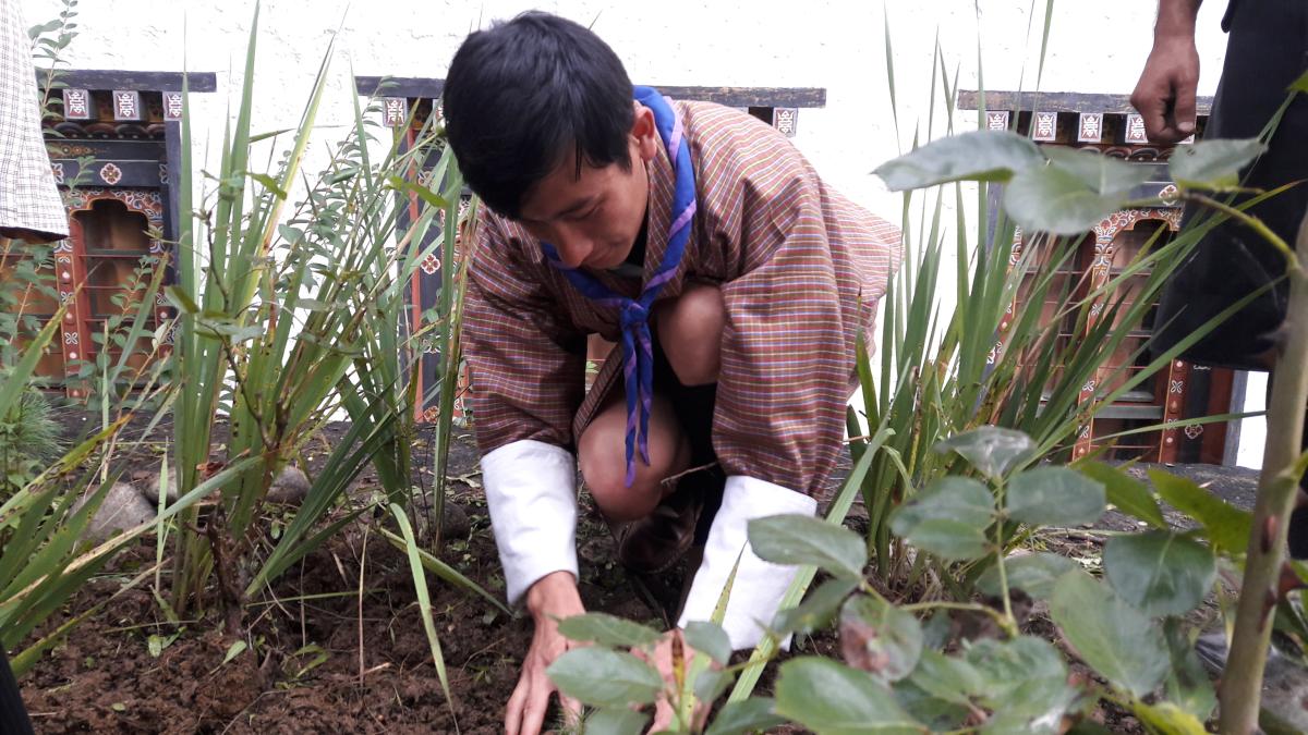 Planting a tree