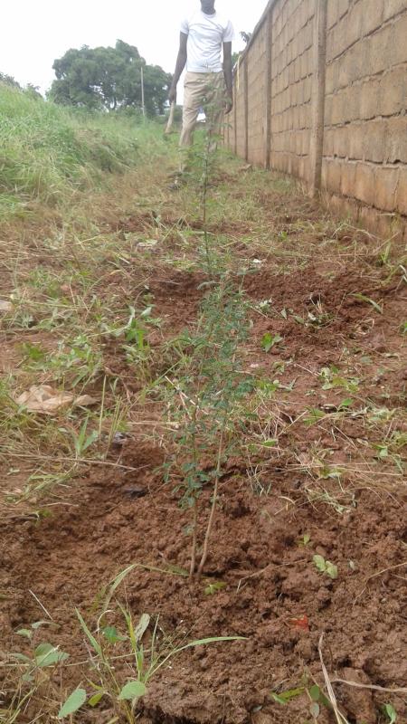 L'ENTRETIEN DES PLANTS SUITE AUX BOISEMENTS 