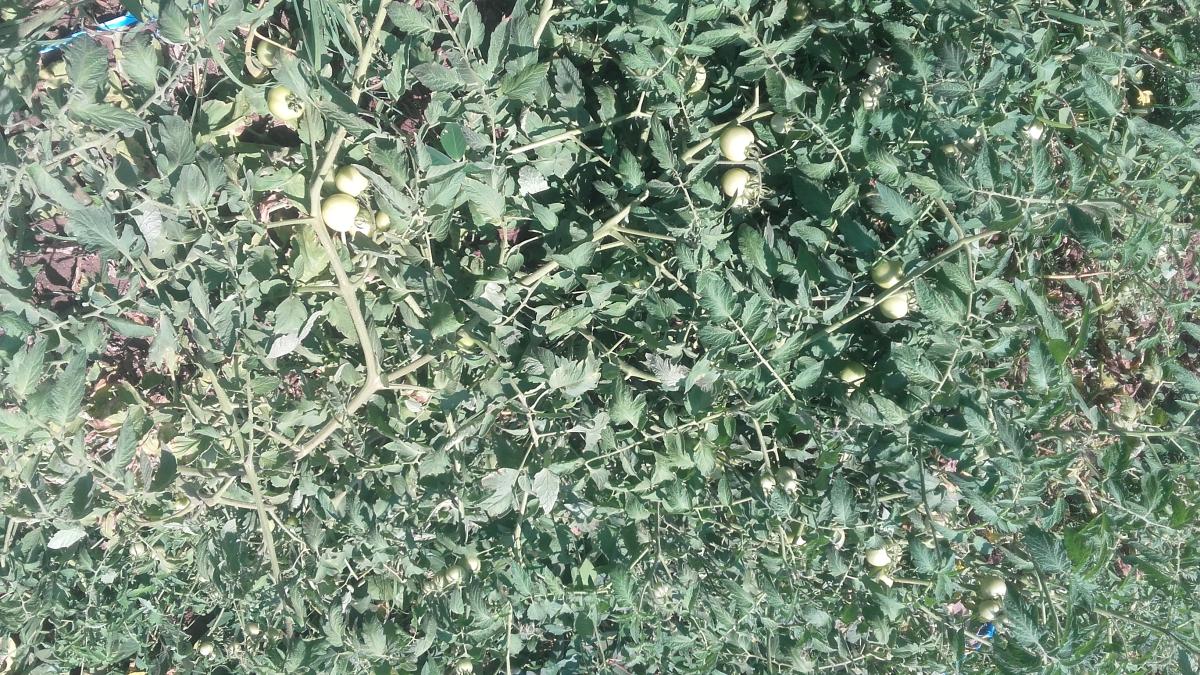 vegetable garden project at drasa primary school