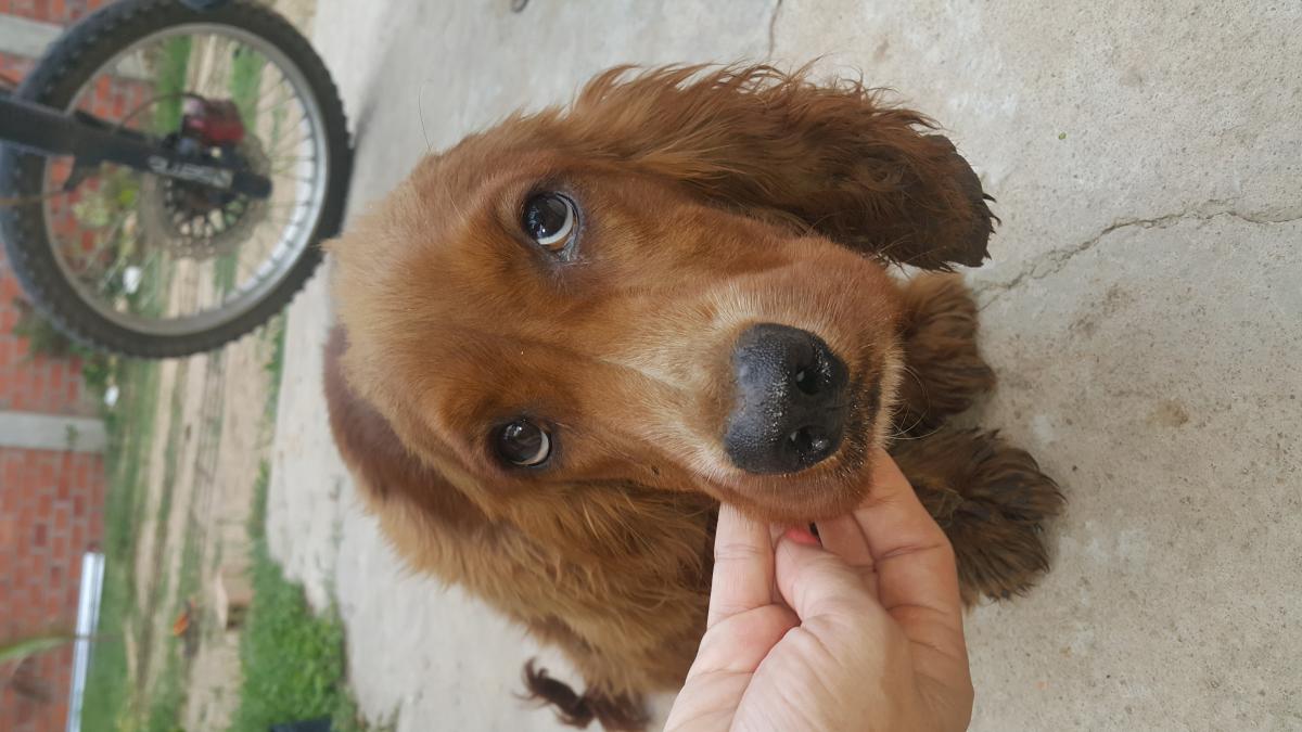 BUSCANDO A LA FAMILIA DE CHOQUITO