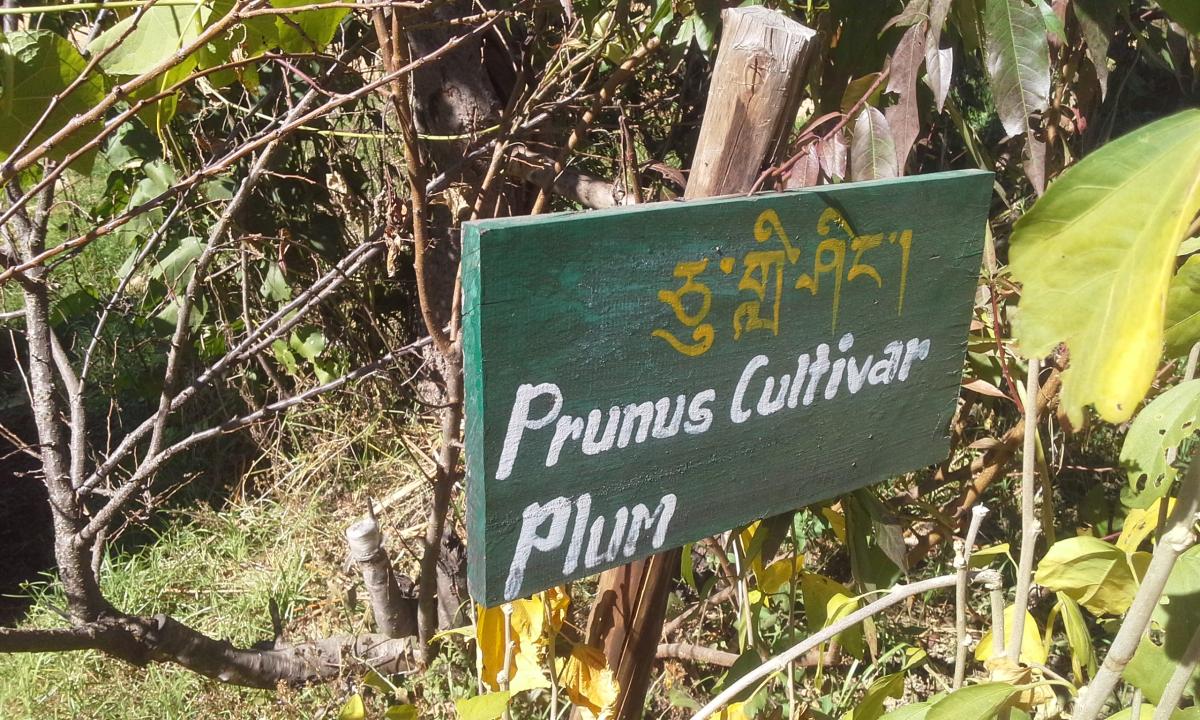 མིང་བྱང་།