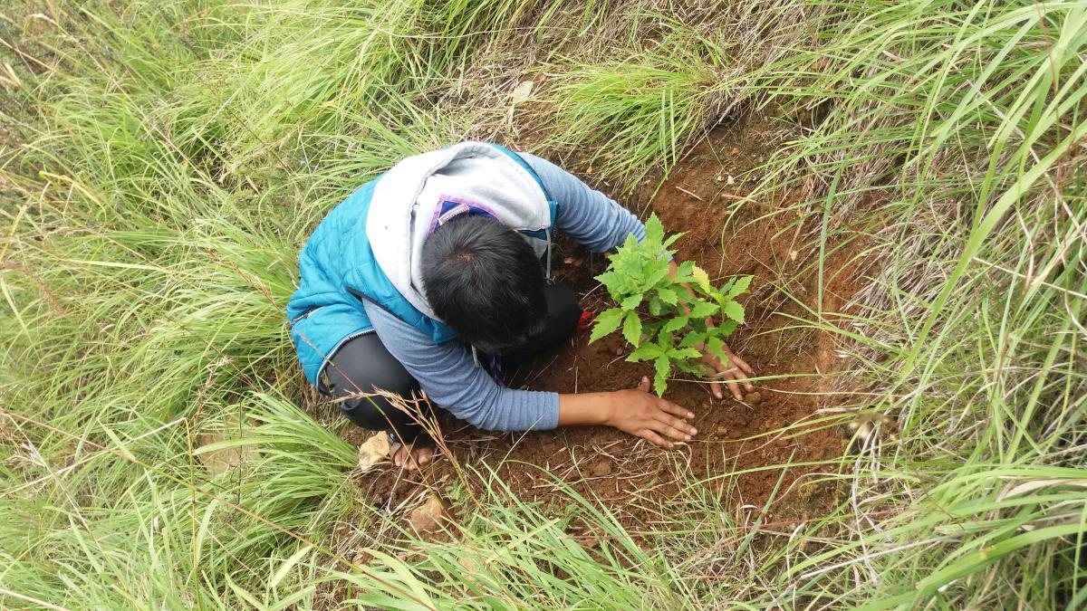 Tree plantation
