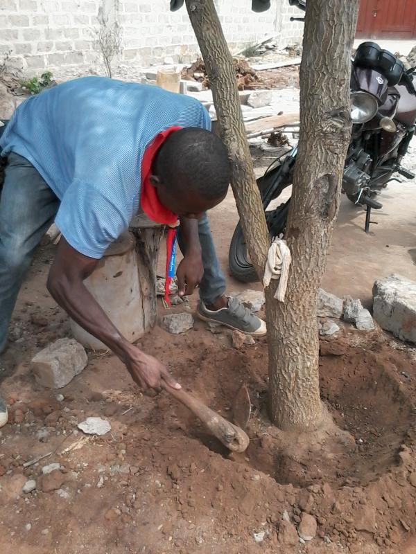 Cinq (05) ans jour pour jour que des graines de Moringa oleifera, Tamarindus indica et Persea americana ont été semées et sont de nos jours devenus des arbres