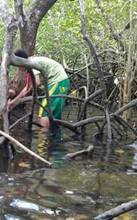 Mangrove tree planting