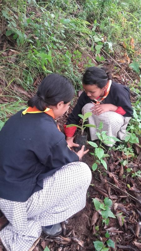 Tree Plantation