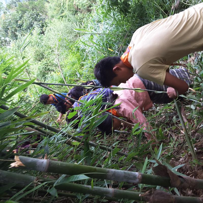 Bamboo plantation along the prone area road site